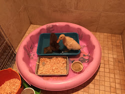 aarp ready ducklings happy