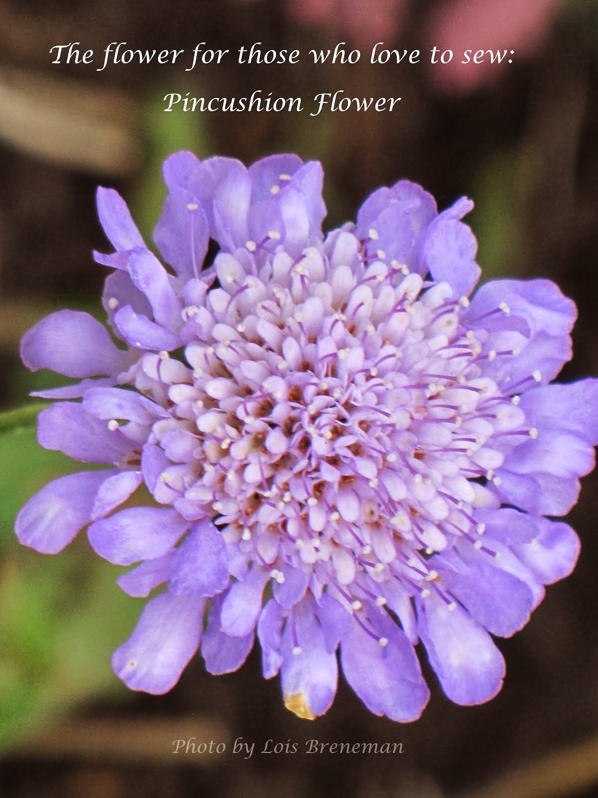 Pincushiopn Flower