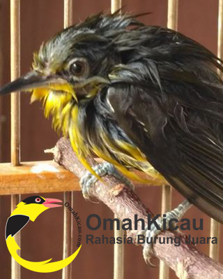 Cara Mengatasi Pleci Cacingan Omahkicau Com