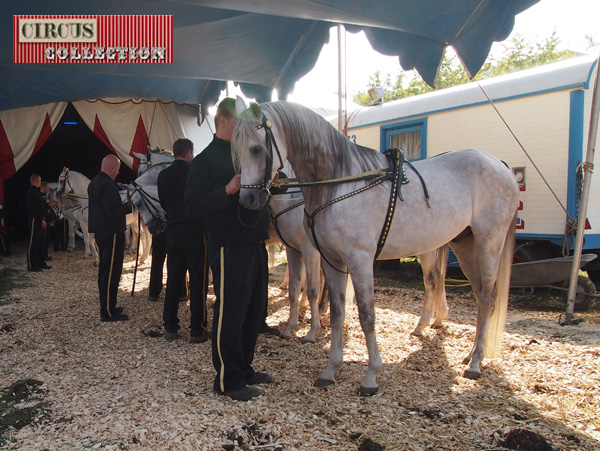 chevaux et palefrenier  derrière le chapiteau du Cirque Knie 