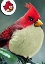 Inilah Penampakan Tokoh-Tokoh Angry Bird dalam Dunia Nyata