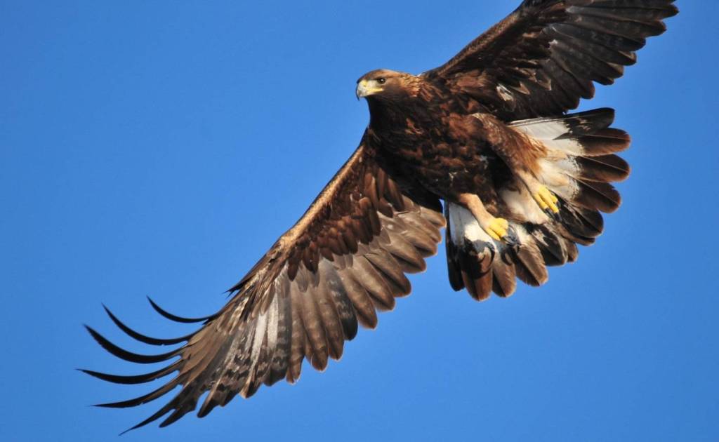 Golden Eagle Juvenile In Flight