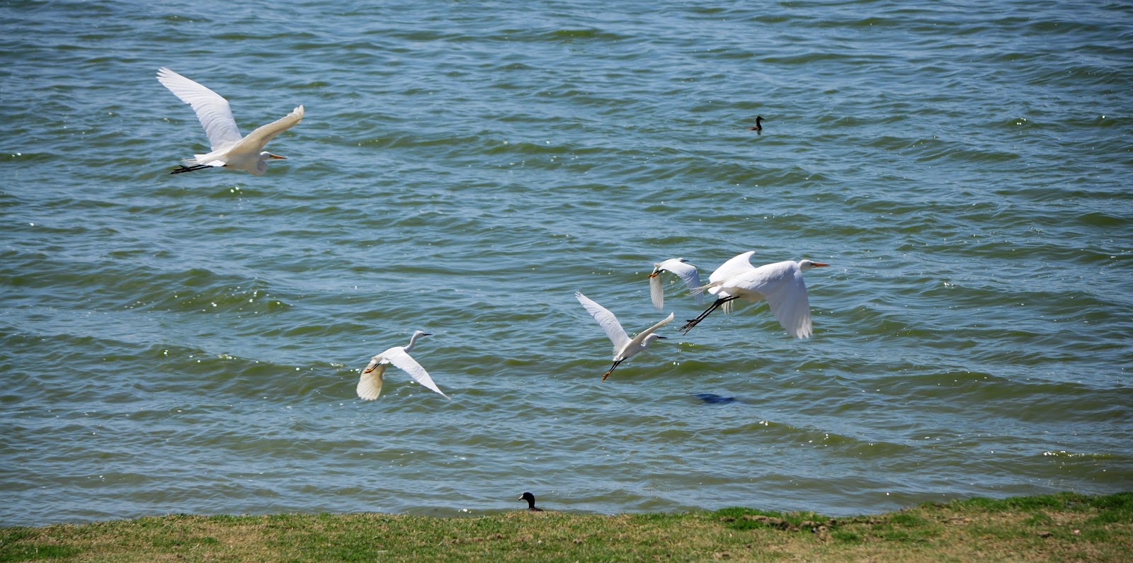 TURISMO MEXIQUENSE NATURALEZA. Laguna de ZUMPANGO,