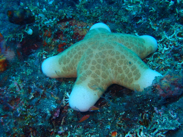 Choriaster granulatus Choriaster granulatus