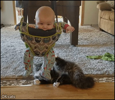 Funny Cat GIF • Playfull cat found a purrfect new cat toy, swinging the baby in his doorway jumper Funny Cat GIF • Playfull cat found a purrfect new cat toy, swinging the baby in his doorway jumper