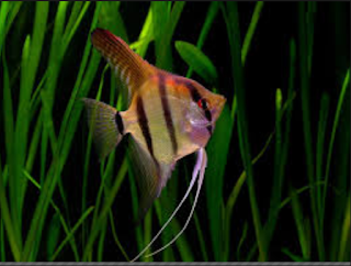 Jenis Ikan Hias Air Tawar  Aquarium manfish
