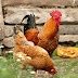 FRANGO: Competitividade da carne de frango registra 2ª queda mensal seguida