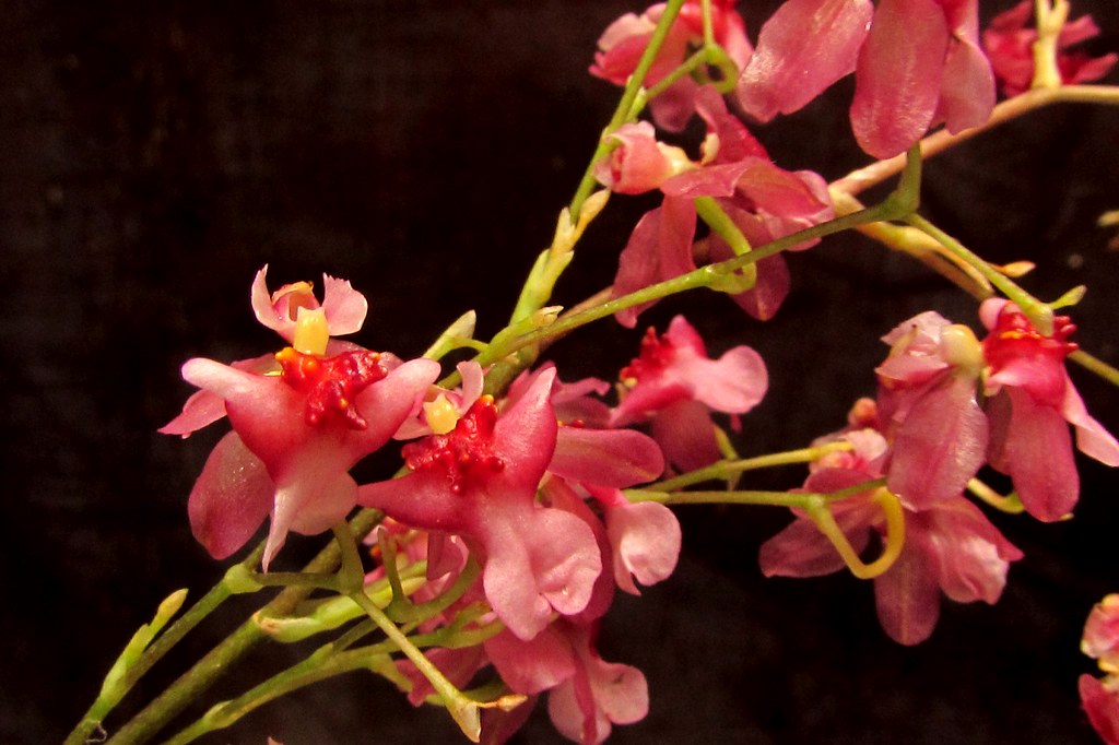 Oncidium Twinkle orchid hybrid plant care and culture | Travaldo's blog