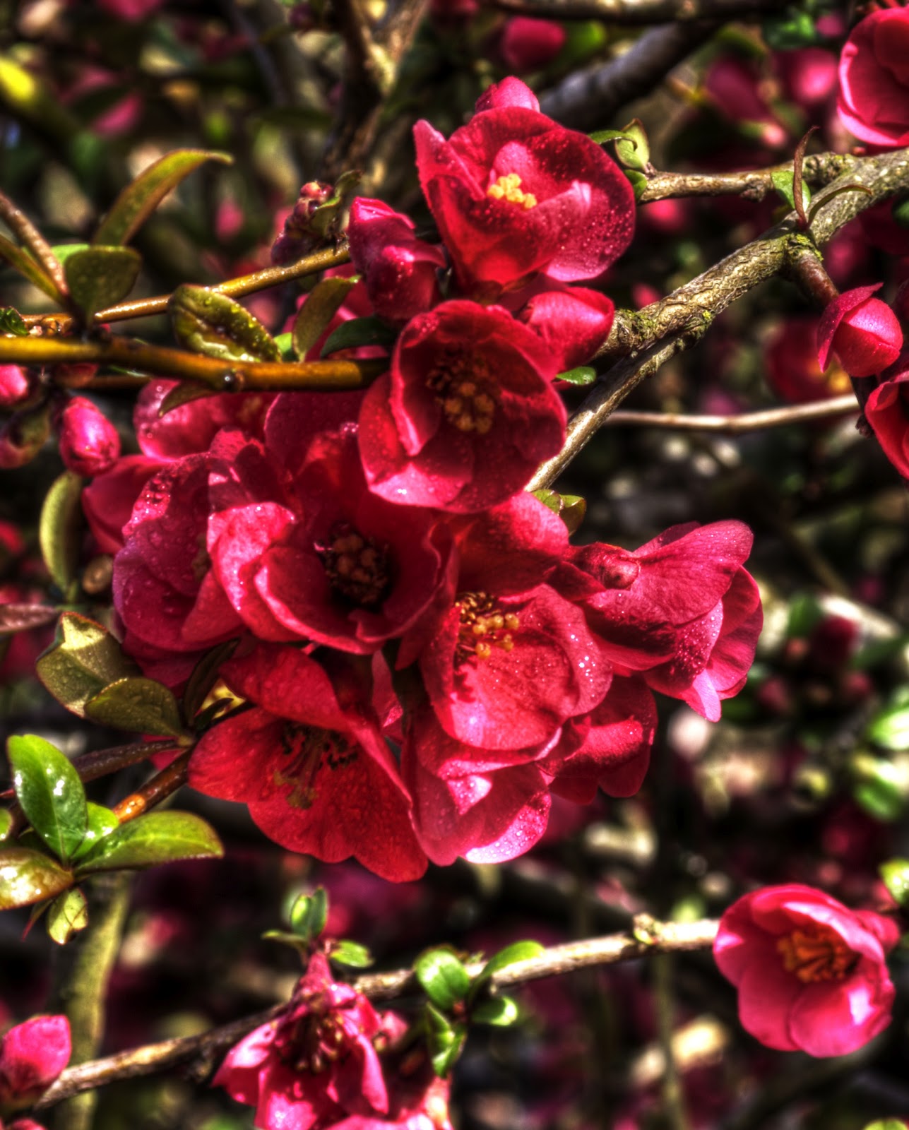Thom Zehrfeld Photography Flowering Quince