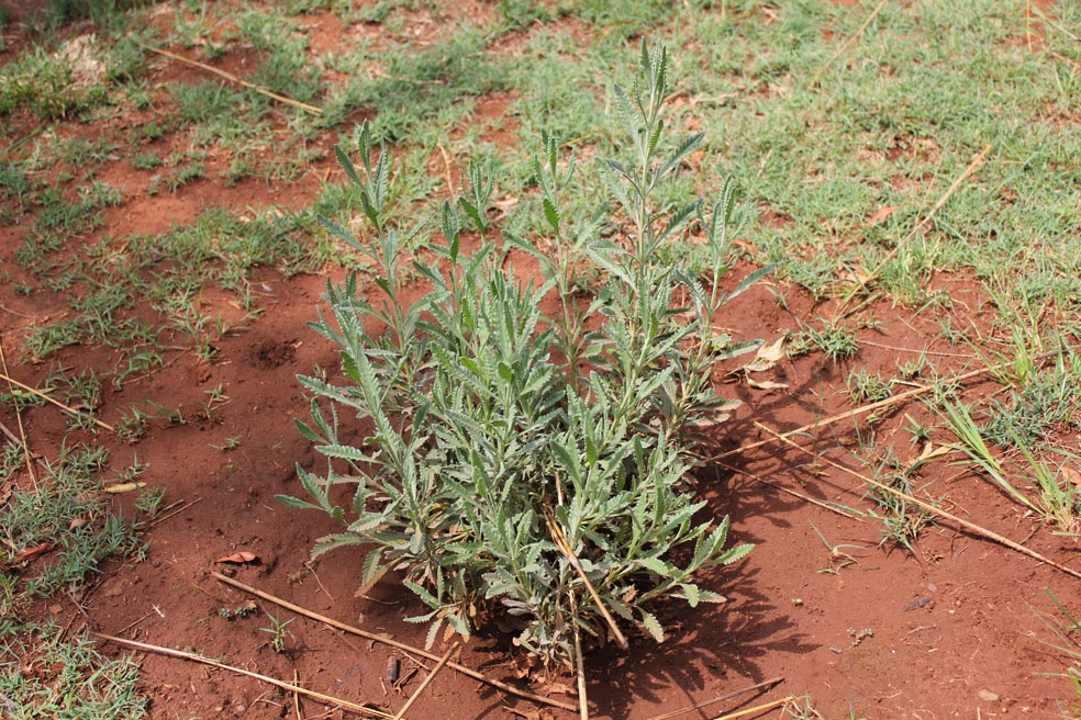 Gardening in Africa The bliss of Lavender