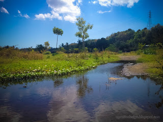 Natural Environment Shallow Water Puddle With Wild Aquatic Plants And Shrubs In The Valley Of Hills North Bali Indonesia