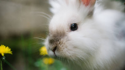 Free white rabbit wallpaper, fluffy, cute Free white rabbit wallpaper, fluffy, cute