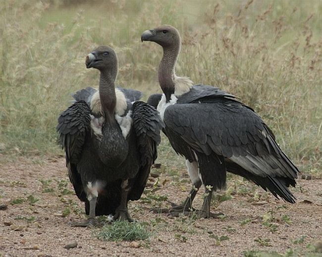 16 Spesies Burung Pemakan Bangkai Yang Sudah Hampir Punah