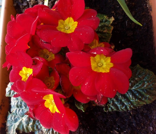 Prímula o primavera (Primula acaulis L.).