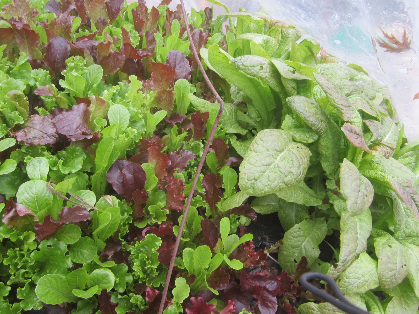 Backyard Organic Gardener: Garden Status November 5, 2012