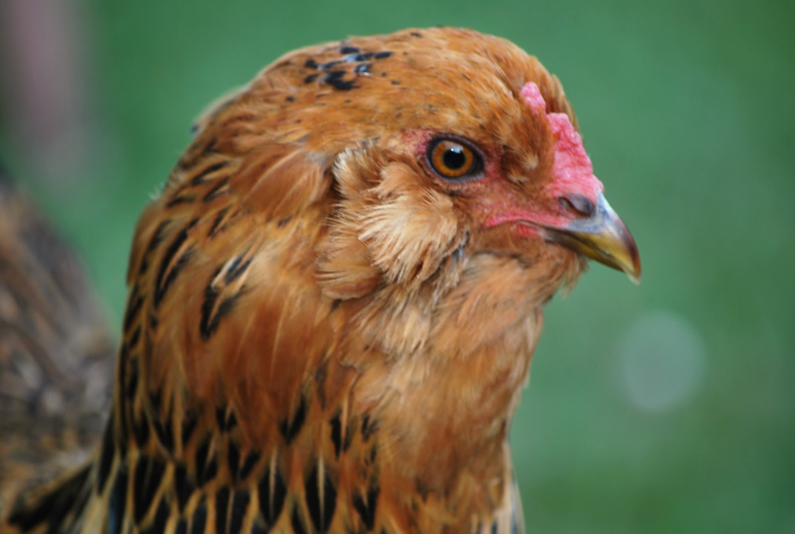 Chicken breeds for beginners - Murano Chicken Farm