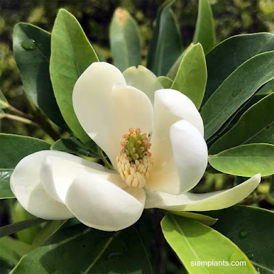 ต้นจำปีเวอร์จิเนีย แมกโนเลีย เวอร์จิเนียน่า Magnolia virginiana