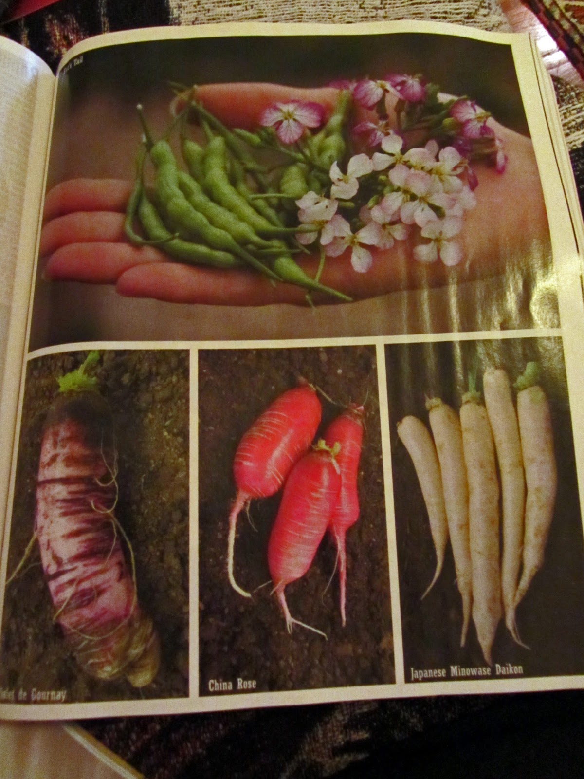 Gatsbys Gardens A Wow Of A Catalog