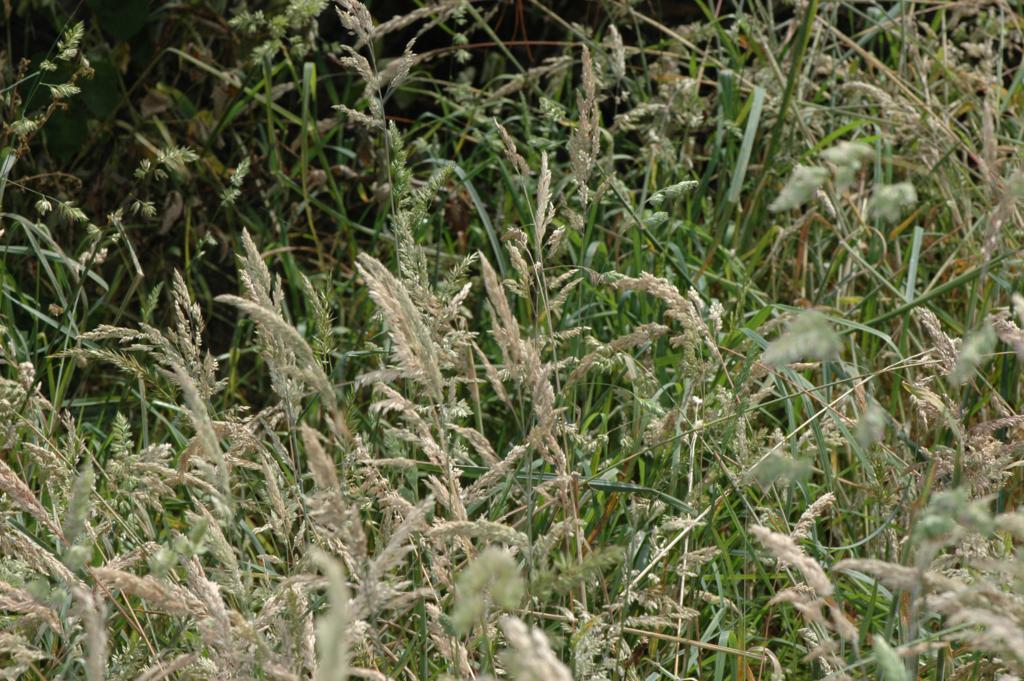 The Nature of Robertson Hay Fever season is upon us.