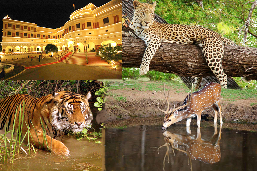 rajasthan-tours-india-sariska-tiger-reserve-rajasthan