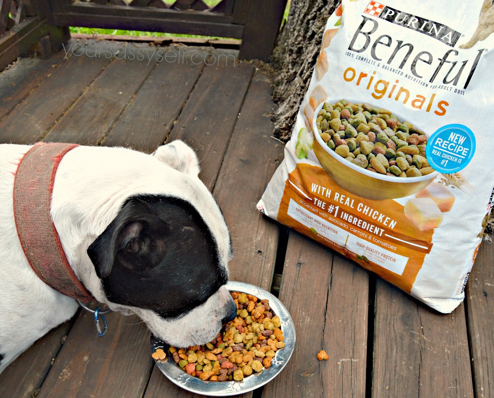 Business Ethics Case Analyses Nestlé PetCare Purina Company Lawsuit