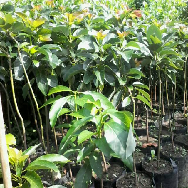 pohon alpukat markus berkualitas Lampung