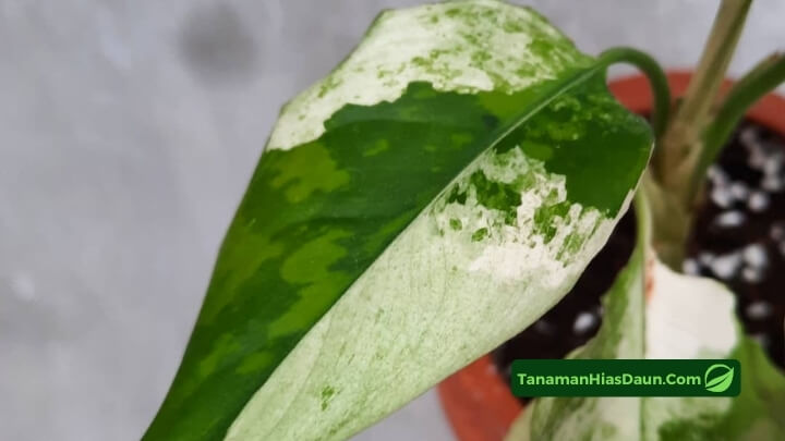 Aglaonema Modestum Aglaonema-Modestum