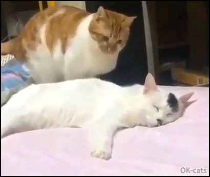 Funny Cat GIF • Sneakiest attack ever! Wake up lazy beast, GTFO, that's my place! Funny Cat GIF • Sneakiest attack ever! Wake up lazy beast, GTFO, that's my place!