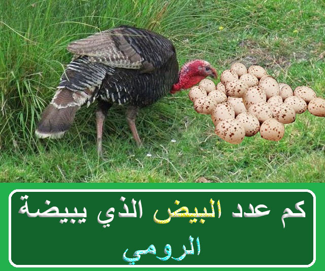 متي يبيض الرومي وكم عدد البيض الذي يبيضة الرومي