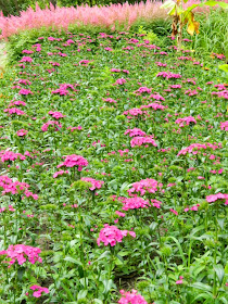 Massed sweet william Dianthus barbatus pink astilbe James Gardens Etobicoke by garden muses-not another Toronto gardening blog