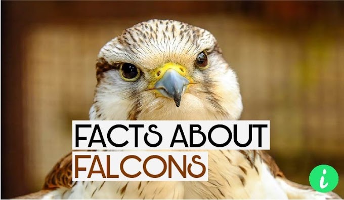 5 Interesting Facts About Falcons | Falcons Facts - InfoHifi 