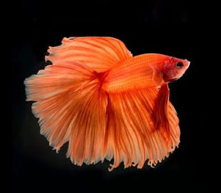 jenis ikan cupang warna orange