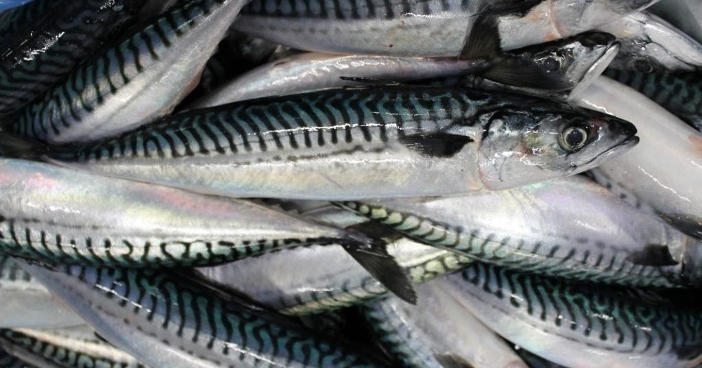 Mackerel Fish Supplier from Indonesia Seafood Products Mackerel Fish