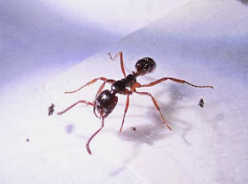A Leptogenys ant worker