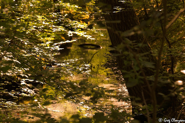 Canaux de la mare aux Evées à l'heure dorée, Forêt de Fontainebleau