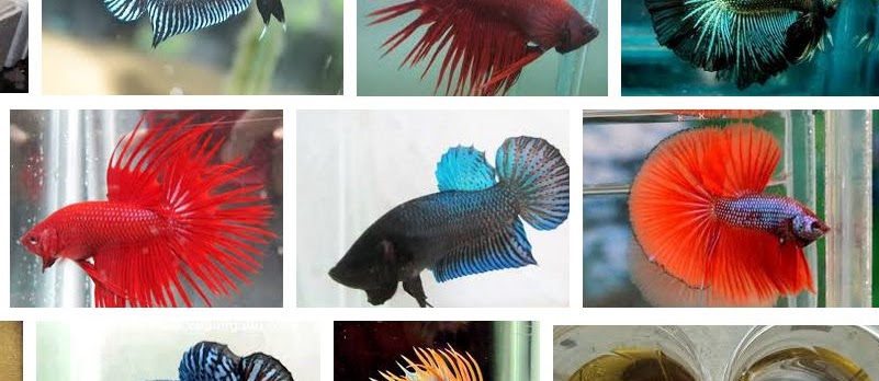 Kisaran Harga Cupang Aduan Terbaru Sekarang Ini