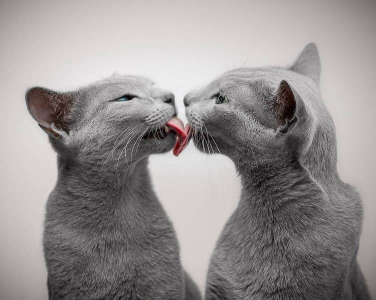 Stunning Pictures Of Silver Cat Sisters With Gorgeous Green Eyes Stunning Pictures Of Silver Cat Sisters With Gorgeous Green Eyes