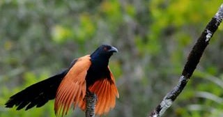 Burung Butbut Khasiat Minyak Butbut Burung Butbut Minyak