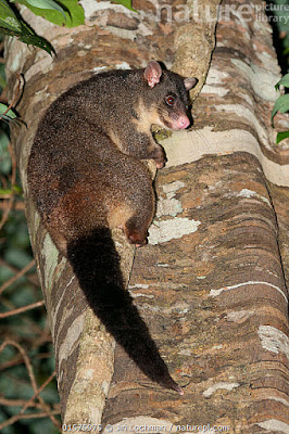 Opossum cola de cepillo y orejas cortas (Trichosurus caninus)