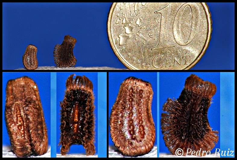 Huevo de Phyllium philippinicum Huevo de Phyllium philippinicum