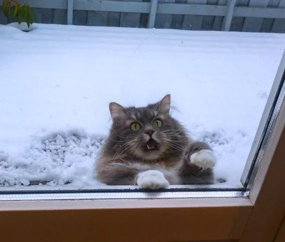 Gatos en la nieve. Imágenes divertidas de sus reacciones.