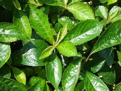 daun pecah beling dan kumis kucing,khasiat daun keji beling,kumis kucing,cara manfaat daun pecah beling,daun pecah beling,Flora pecah beling, daun pecah beling dan kumis kucing,khasiat daun keji beling,kumis kucing,cara manfaat daun pecah beling,daun pecah beling,Flora pecah beling,