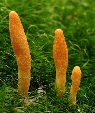 CORDYCEPS TANAMAN OBAT TRADISIONAL