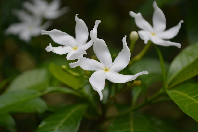 NamaPopuler : Pinwheel Jasmine, CrapeJasmine, Crape Gardenia