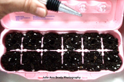 Pink Powder Puff Seeds Knicked in Egg Carton Pink Powder Puff Seeds Knicked in Egg Carton
