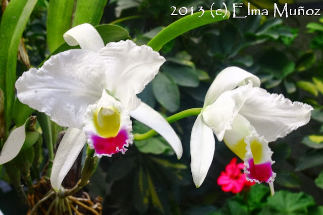 Cattleya trianae. Orquideas del Peru