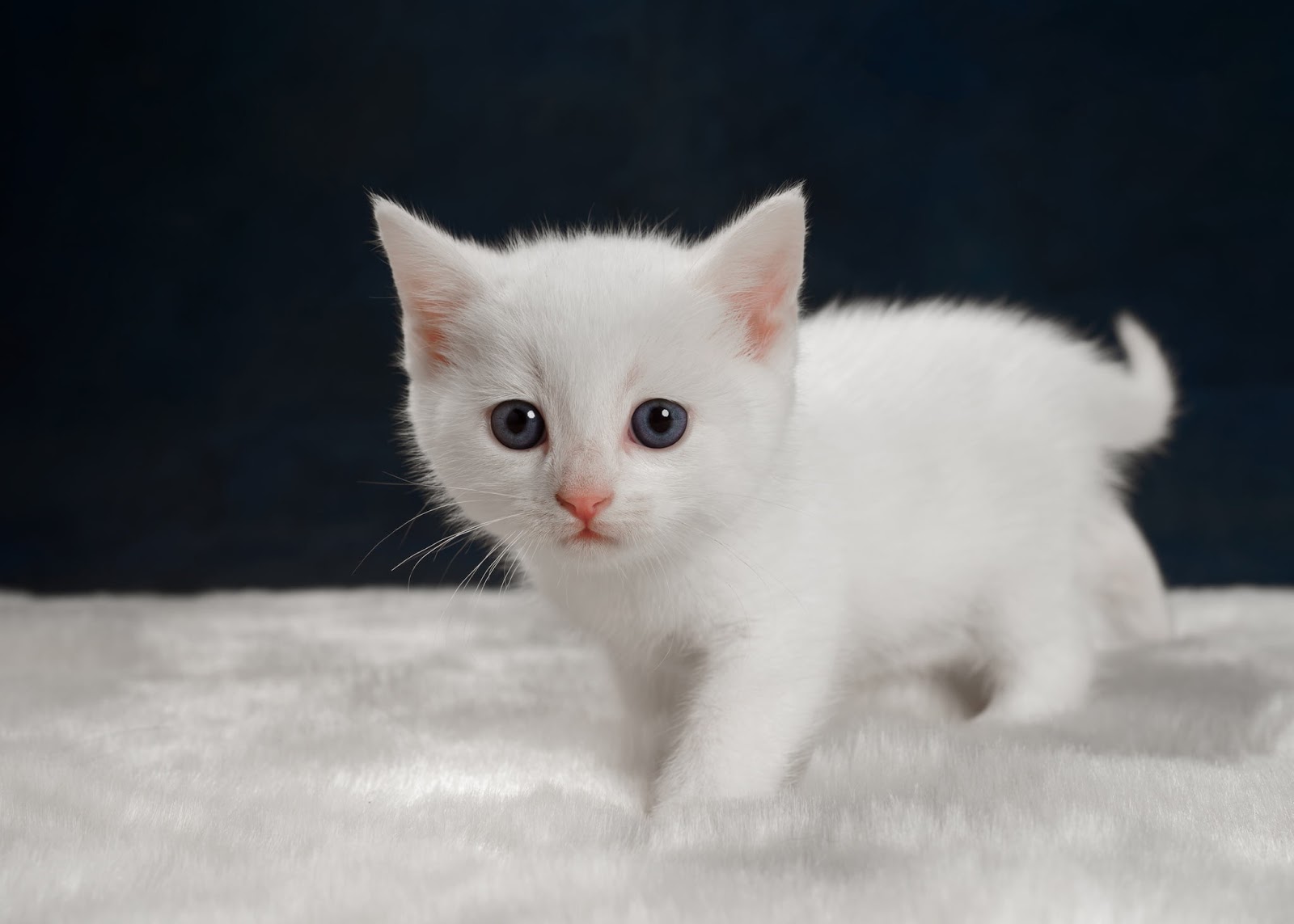 Best white kittens near me Affordable kitten breeders in US