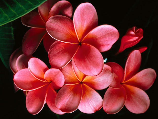 الجمال الثابت أغسطينوس 8-pink-plumerias2.jp