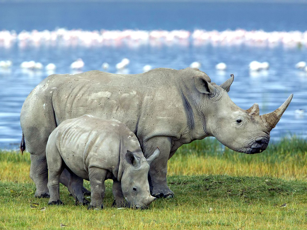 Rhino wallpapers | Fun Animals Wiki, Videos, Pictures, Stories