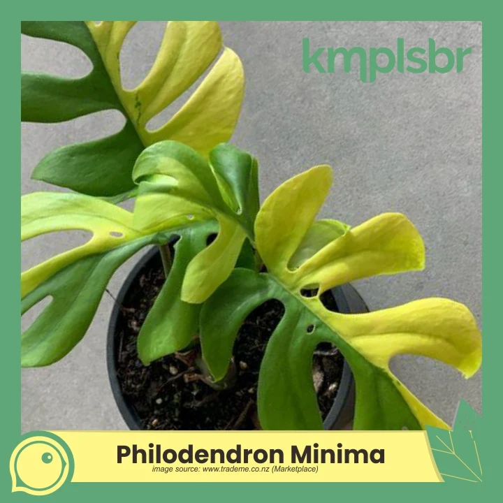 Tanaman hias mahal Philodendron Minima